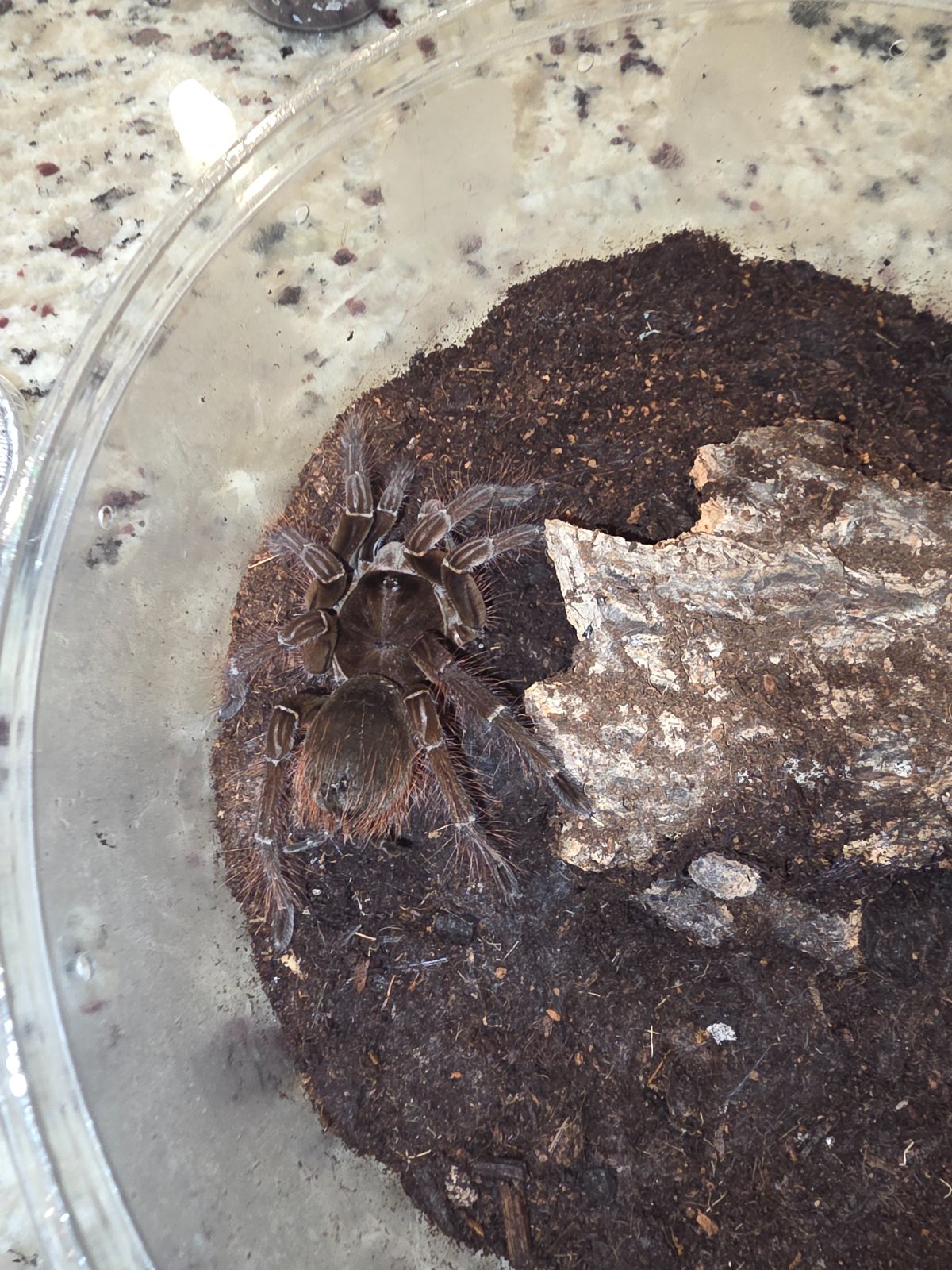 Sub adult Burgundy Birdeater — photo 2