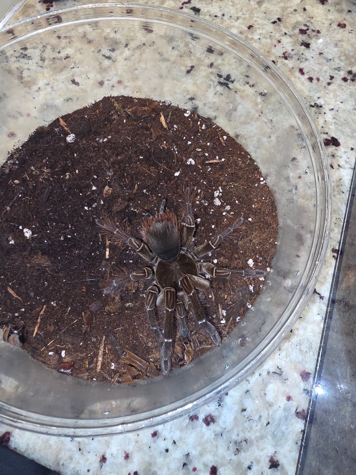 Sub adult Burgundy Birdeater — photo 3