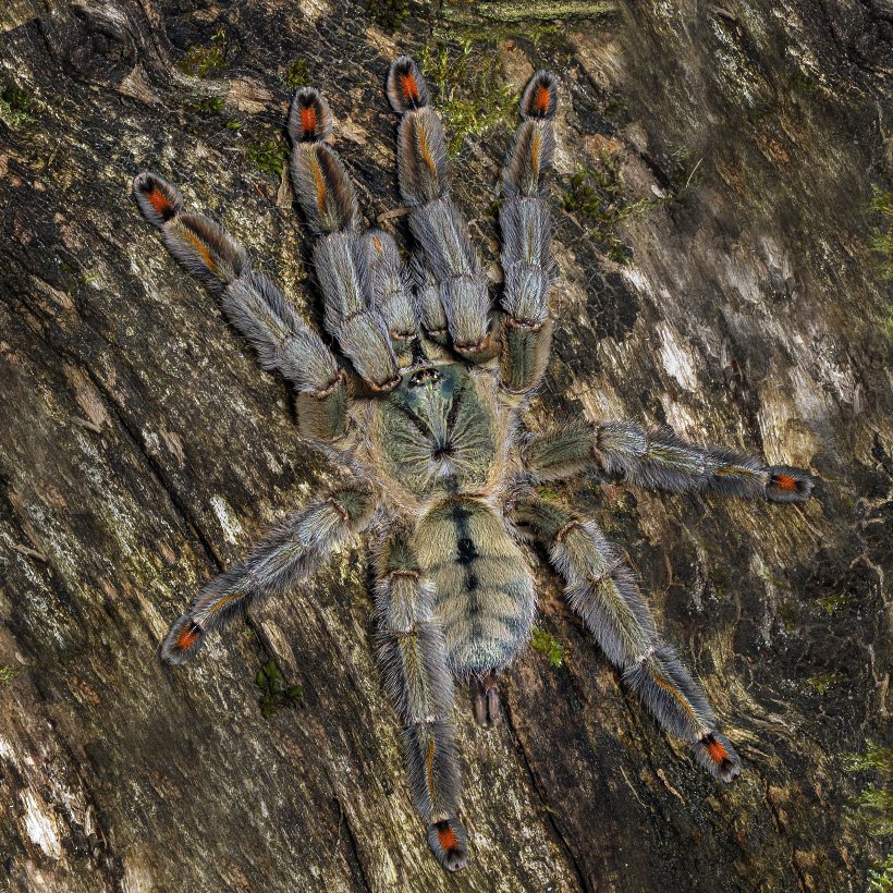 Trinidad Chevron (Juvenille Unsexed) — photo 1