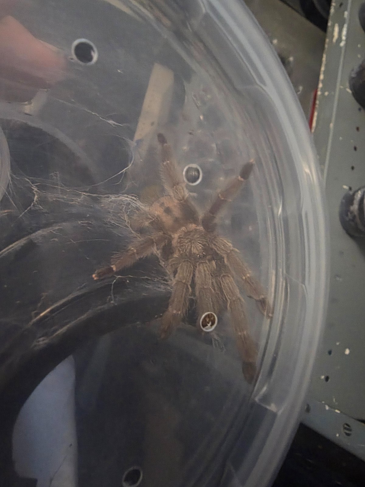 Trinidad Chevron (Juvenille Unsexed) — photo 2