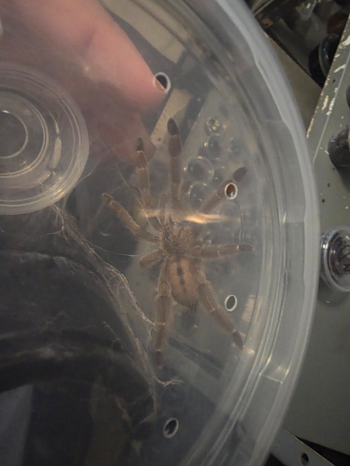 Trinidad Chevron (Juvenille Unsexed) — photo 3