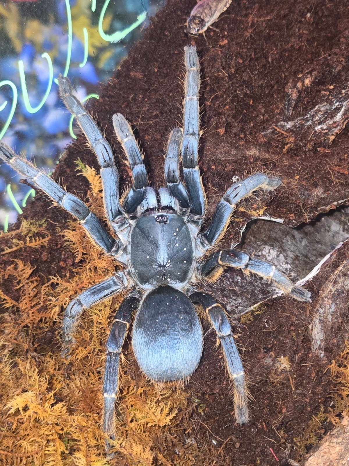 Vietnam Silver (Adult Female) — photo 1