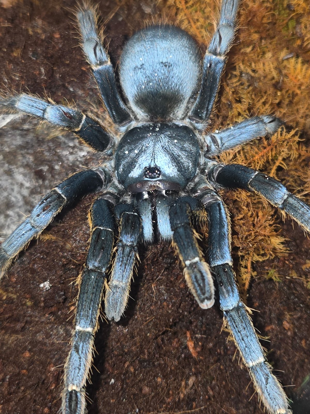 Vietnam Silver (Adult Female) — photo 2