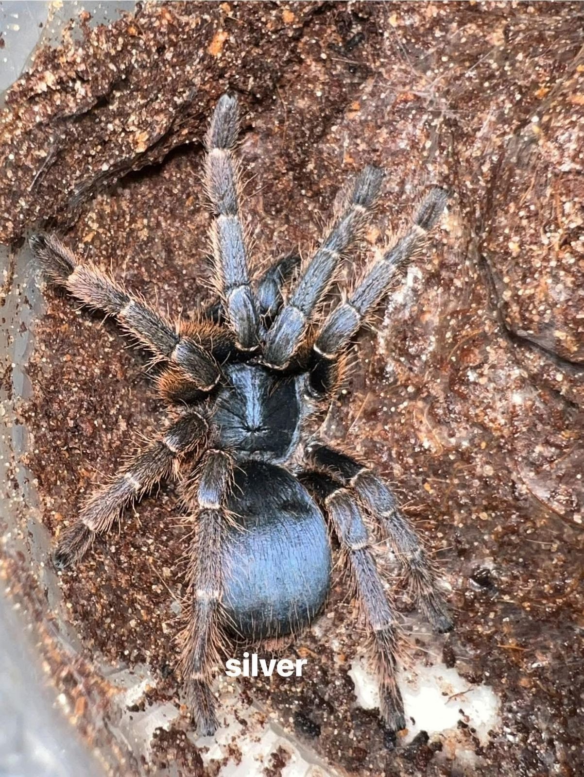 Vietnam Silver (Adult Female) — photo 3