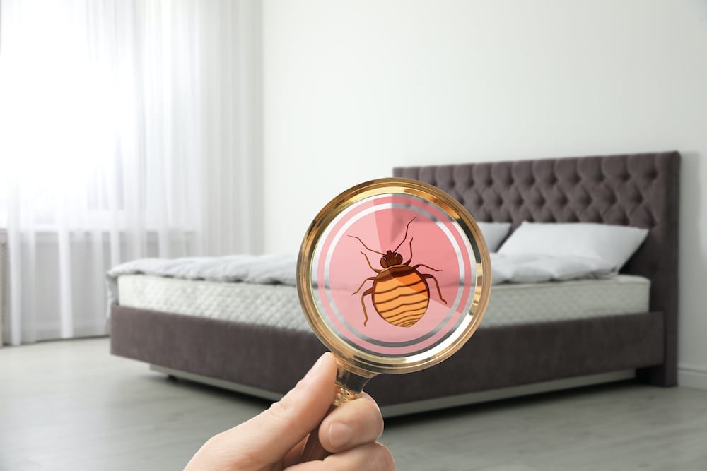 Image representing Bed Bug Treatment for JVC Apartments