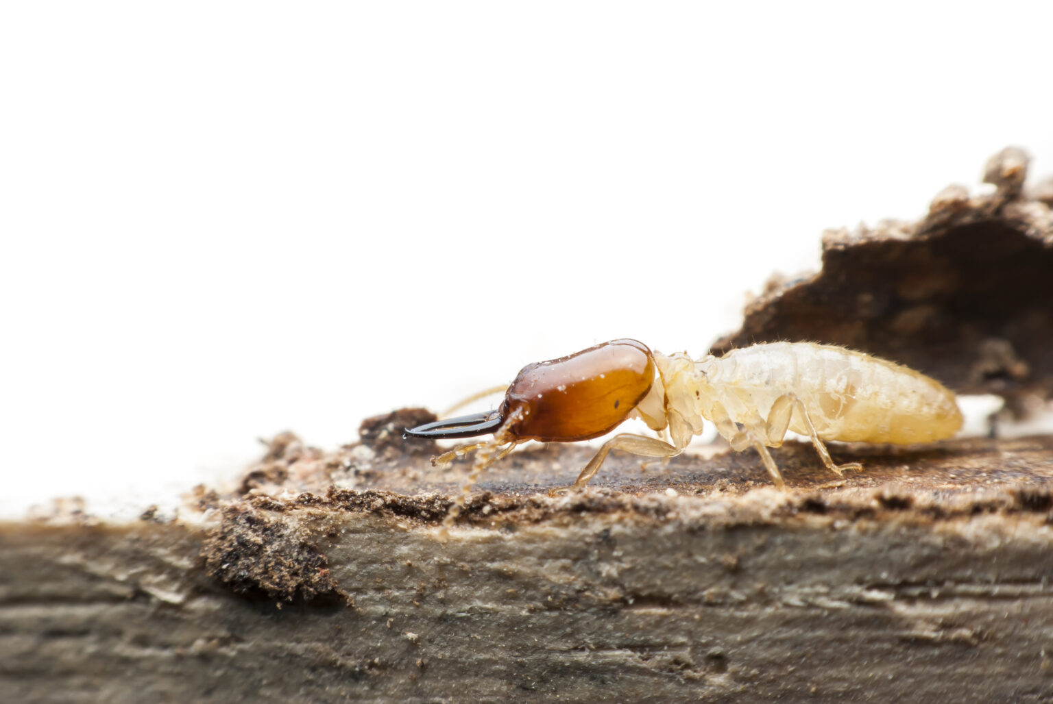 Image representing Termite Inspection & Control for JVC Homes