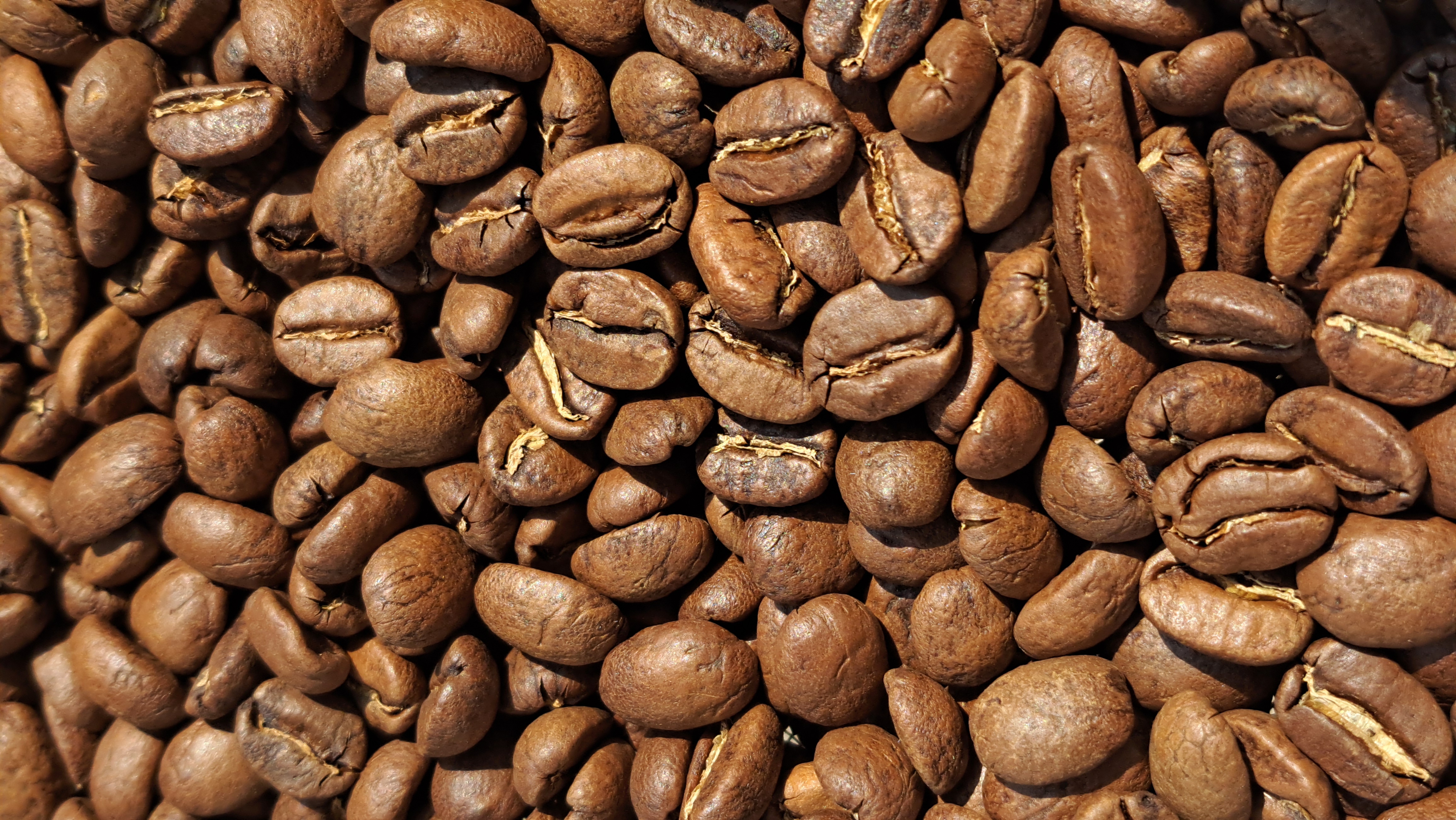 meow3kha  - Northern Thailand mountains