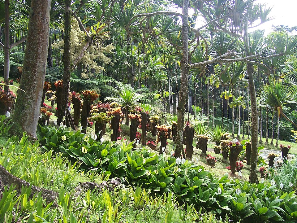 Jardin de Balata 4
