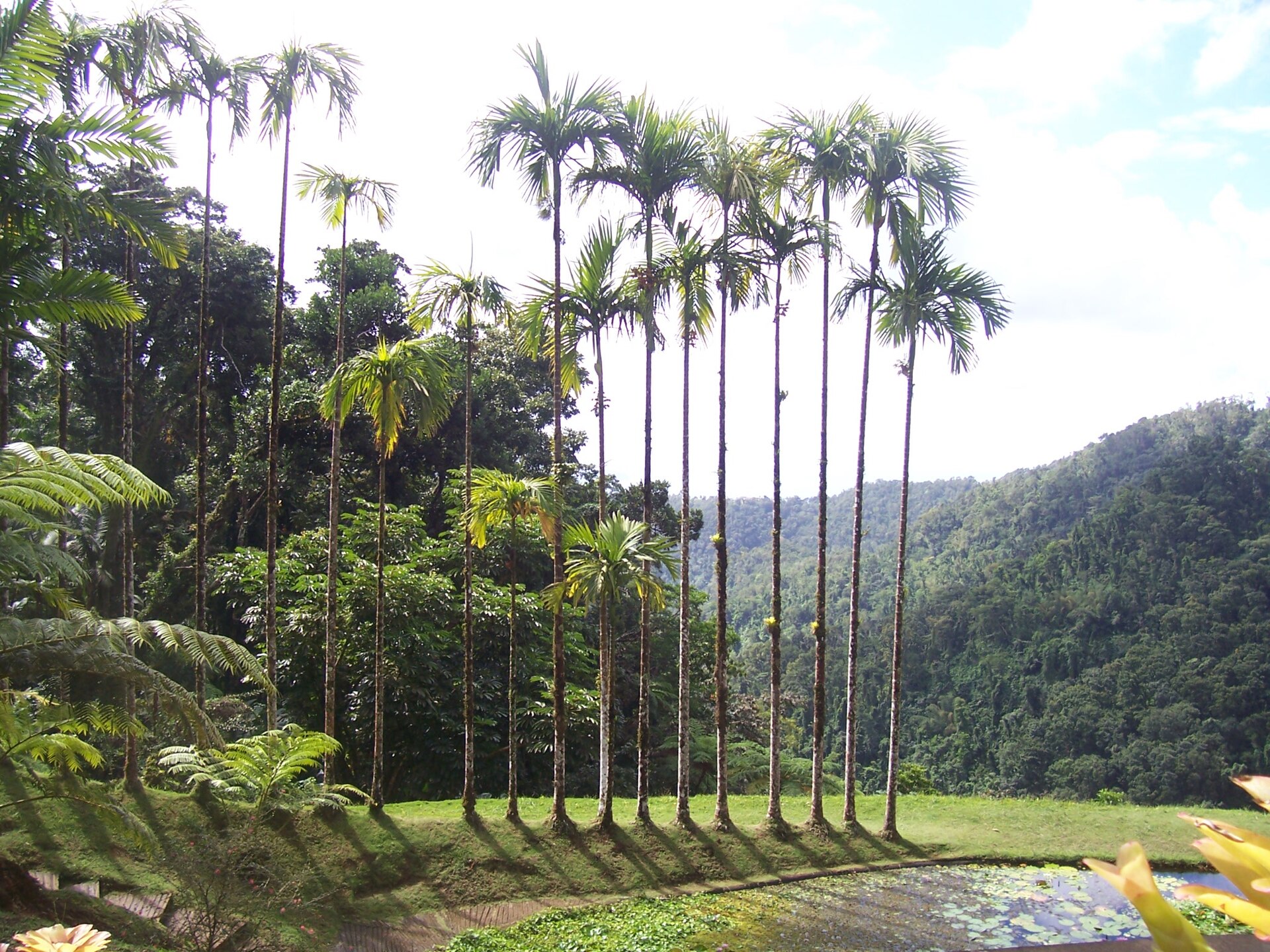 Jardin de Balata 7