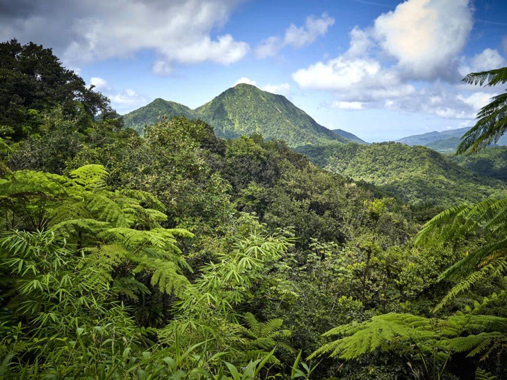 Montagne Pelée 4