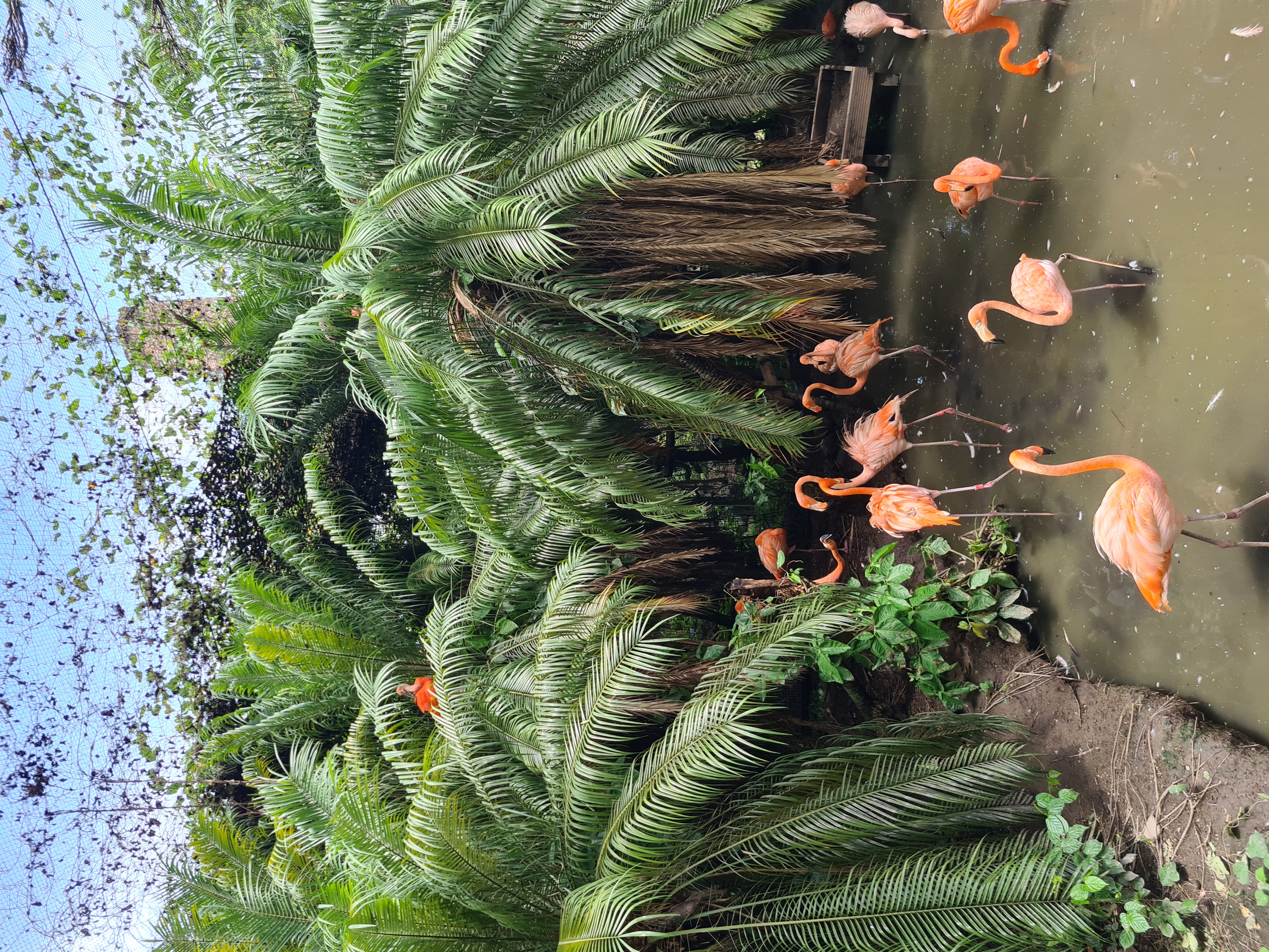 Zoo de Martinique – Habitation Latouche 2