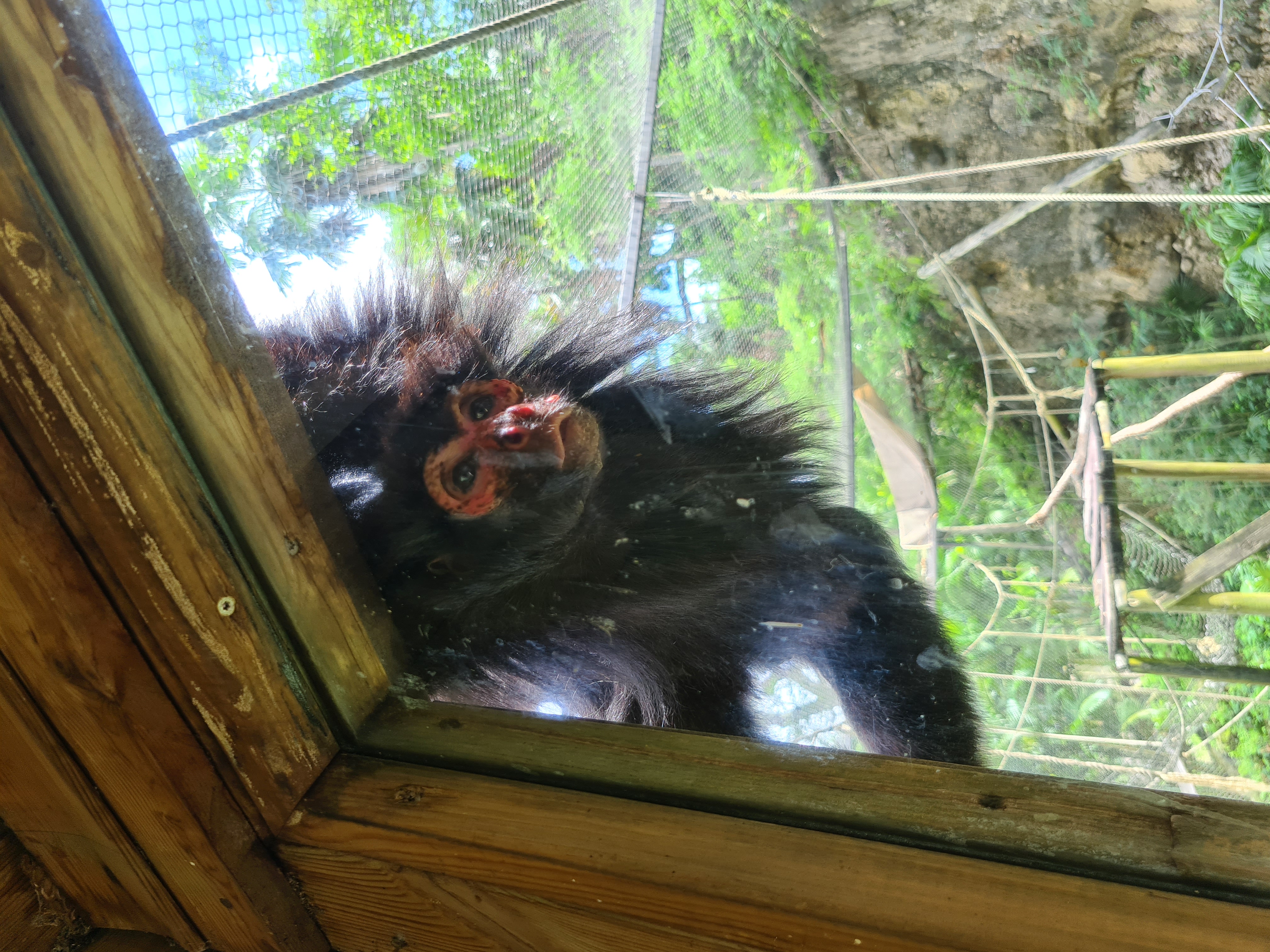 Zoo de Martinique – Habitation Latouche 3