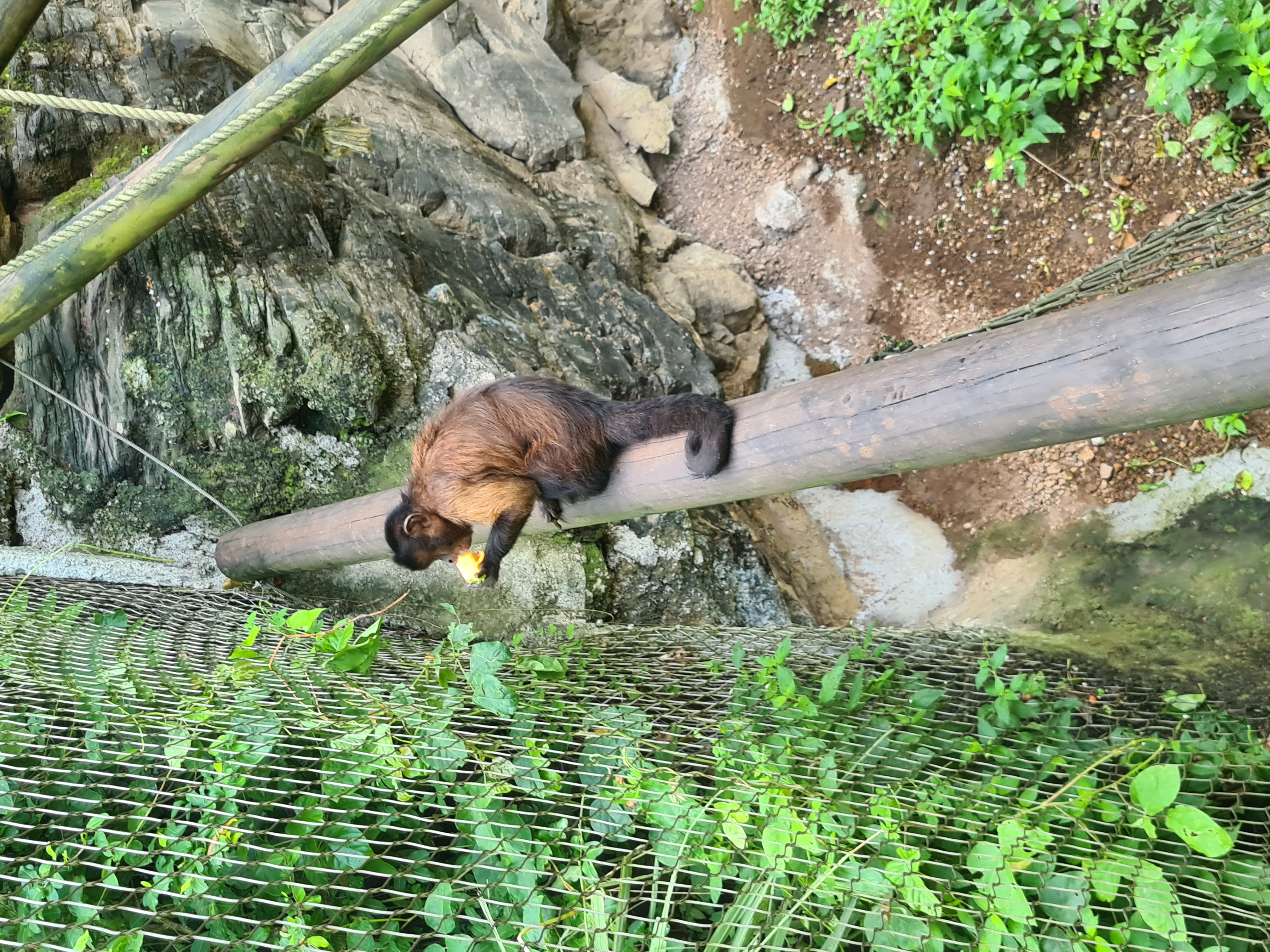 Zoo de Martinique – Habitation Latouche 4