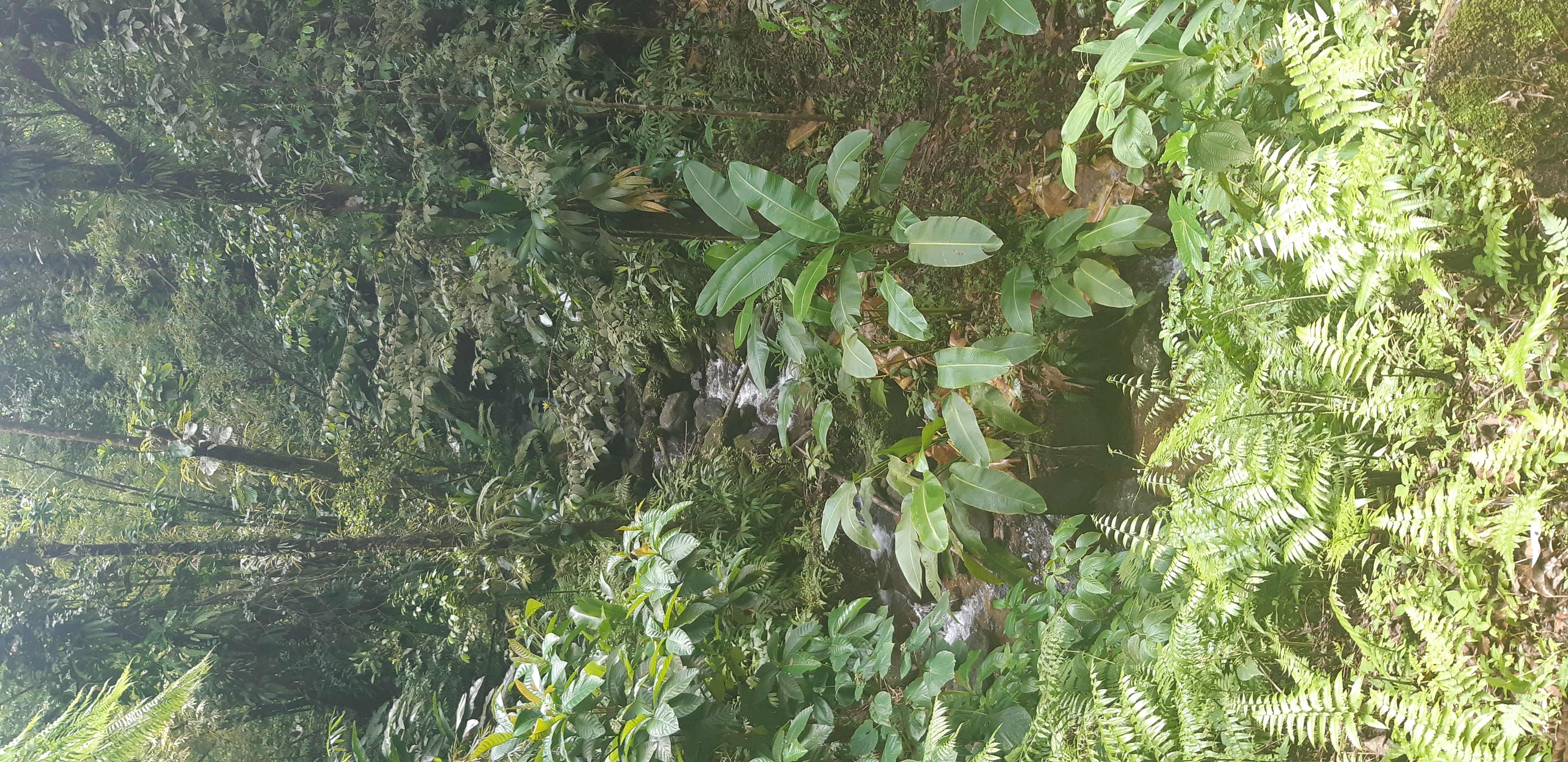 Parc naturel régional de la Martinique 3