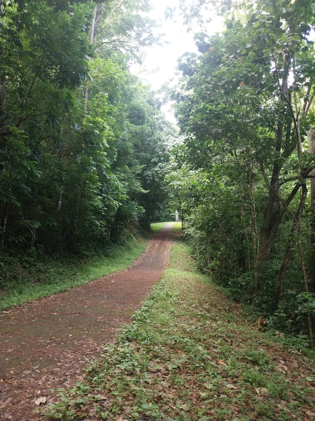 Forêt de Montravail
