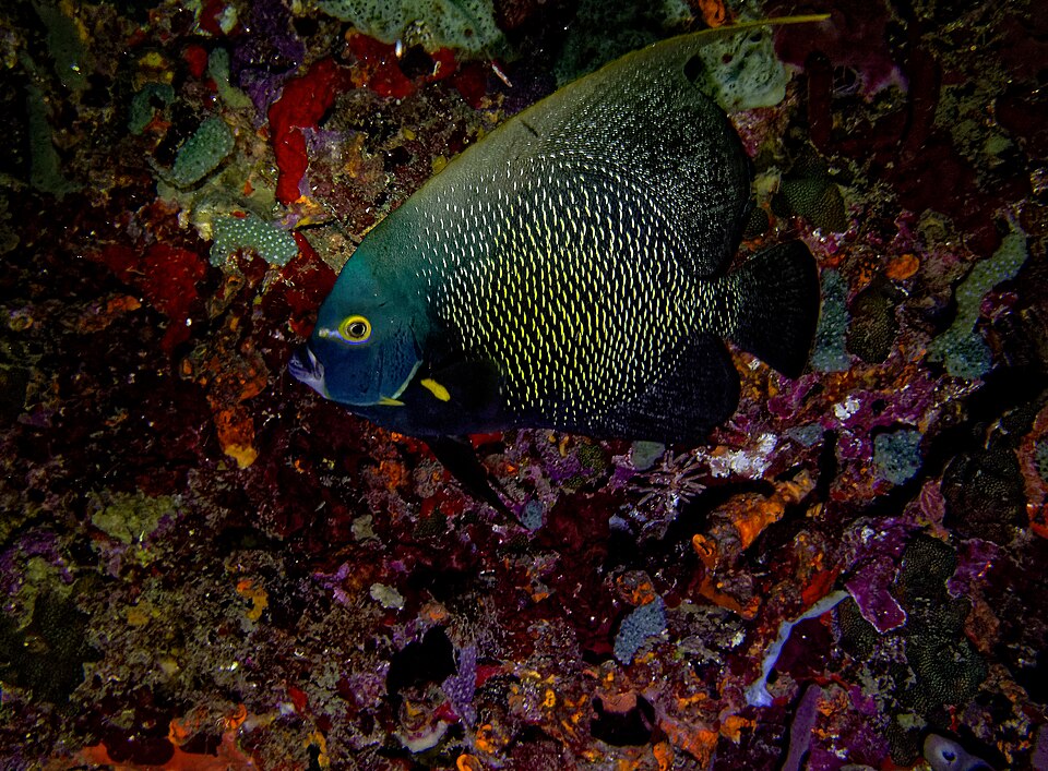 Cœur marin des Îlets Pigeon – Réserve Cousteau 3