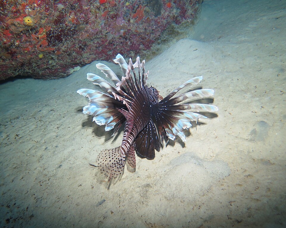 Cœur marin des Îlets Pigeon – Réserve Cousteau 4