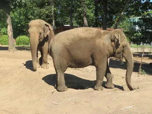 Utazás kép ÁLLATKERT LÁTOGATÁS VAGY FÜRDŐZÉS - NYÍREGYHÁZA - SÓSTÓ