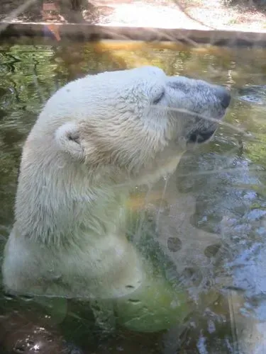 ÁLLATKERT LÁTOGATÁS VAGY FÜRDŐZÉS - NYÍREGYHÁZA - SÓSTÓ 2