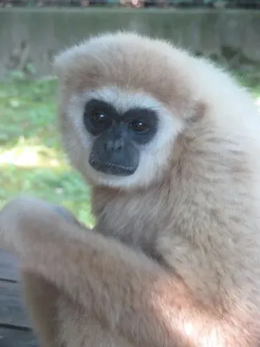 ÁLLATKERT LÁTOGATÁS VAGY FÜRDŐZÉS - NYÍREGYHÁZA - SÓSTÓ 3