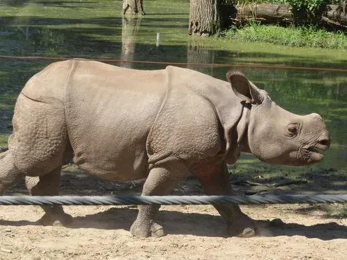 ÁLLATKERT LÁTOGATÁS VAGY FÜRDŐZÉS - NYÍREGYHÁZA - SÓSTÓ 4