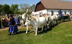 Utazás kép SZENT GYÖRGY NAPI KIHAJTÁS A HORTOBÁGYON