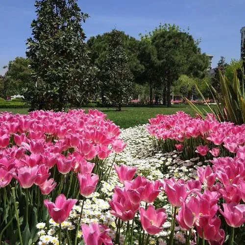 Isztambul a tulipán virágzás idején 6