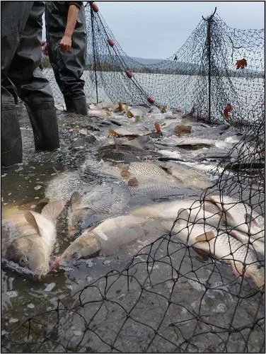 TATA – Öreg-tavi nagy halászat 1