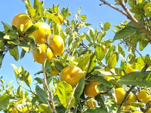 Mandarin szüret az Arany völgyben
Dubrovnik-Mandarin szüret a Neretva völgyben-Pocitelj 4