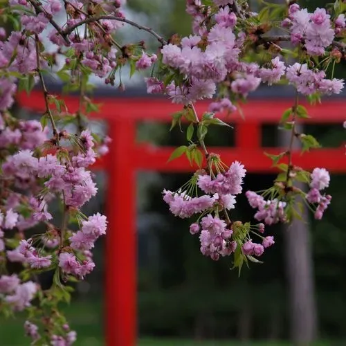 SÁNDORFALVI KASTÉLY ÉS SZEGED
HANAMI ÜNNEP IDEJÉN 1