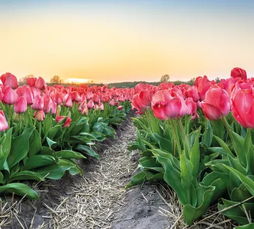 TULIPÁNVIRÁGZÁS KŐRÖSHEGYEN
Szántódpusztai Majorság 3