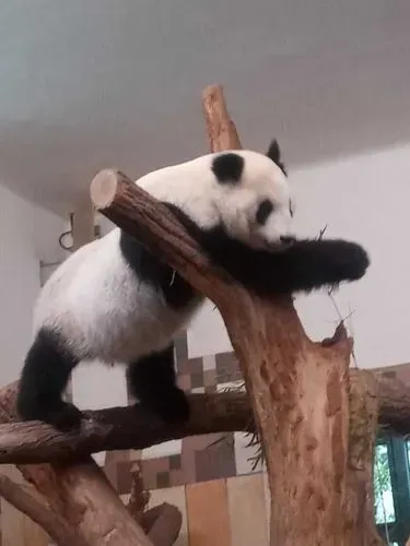 Utazás kép Hinterbrühli tavas-barlang és a Schönbrunni állatkert