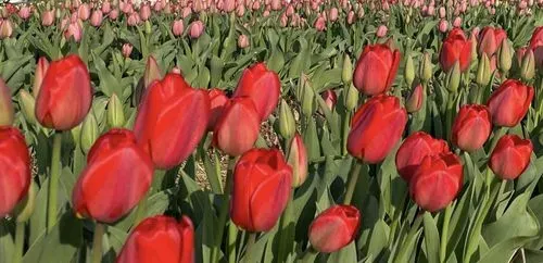 Utazás kép Tavaszköszöntő élményút Mórahalomtól Szegedig