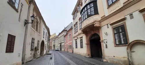 CSÁFORDJÁNOSFA TŐZIKE VIRÁGZÁS IDEJÉN - 
Fertőszentmiklós-Fertőszéplak-Hegykő 2