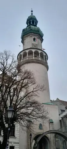 CSÁFORDJÁNOSFA TŐZIKE VIRÁGZÁS IDEJÉN - 
Fertőszentmiklós-Fertőszéplak-Hegykő 4