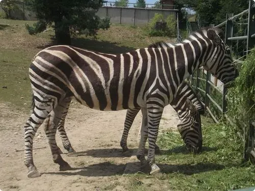 KASSA – városnézés, állatkert és dinó park 3