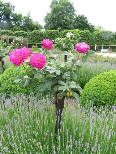 MAYERLING ÉS BADEN - császármorzsa kóstolóval 2