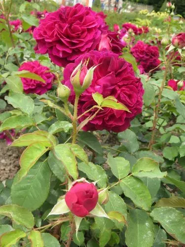 MAYERLING ÉS BADEN - császármorzsa kóstolóval 5