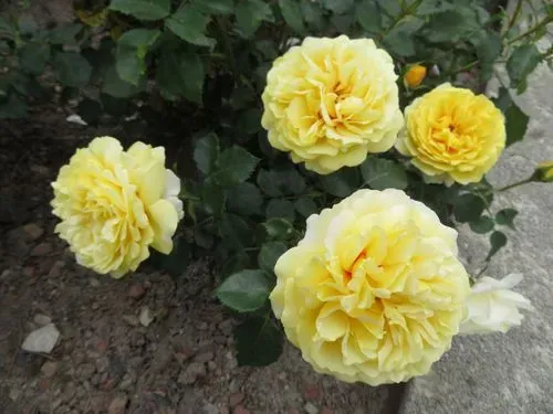 MAYERLING ÉS BADEN - császármorzsa kóstolóval 6