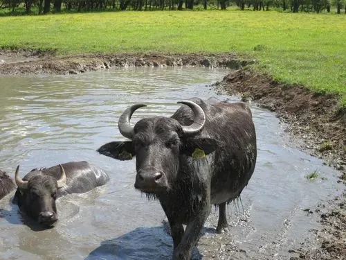 A KIS-BALATON VARÁZSA - KÁNYAVÁRI-SZIGET  2