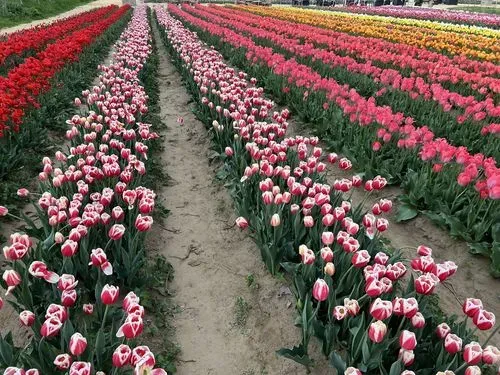 Fonyódi piac – Boglár - Lengyeltóti - Szőlősgyöröki Tulpigarden 4