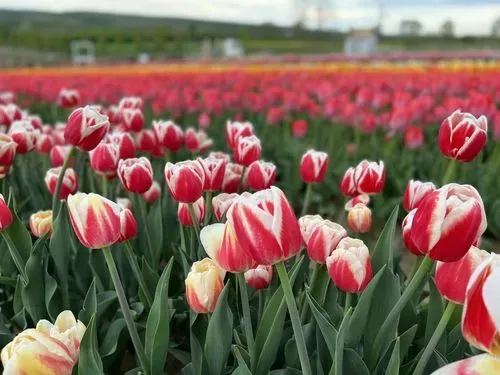 Fonyódi piac – Boglár - Lengyeltóti - Szőlősgyöröki Tulpigarden 5