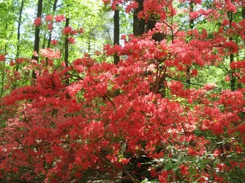 Utazás kép KÖRMEND ÉS KÁM RODODENDRON VIRÁGZÁS IDEJÉN