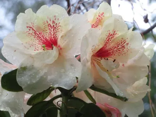 KÖRMEND ÉS KÁM RODODENDRON VIRÁGZÁS IDEJÉN 3