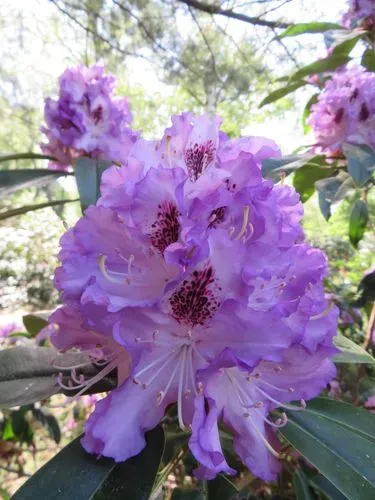 KÖRMEND ÉS KÁM RODODENDRON VIRÁGZÁS IDEJÉN 5