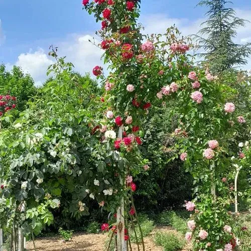 MALONYA – BÉNY – ZSELÍZ
(A RODODENDRON VIRÁGZÁS IDEJÉN) 5