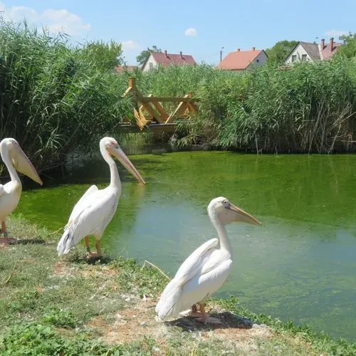 POROSZLÓ – a csodás Tisza-Tavi Ökocentrum - bogrács fesztivál 5