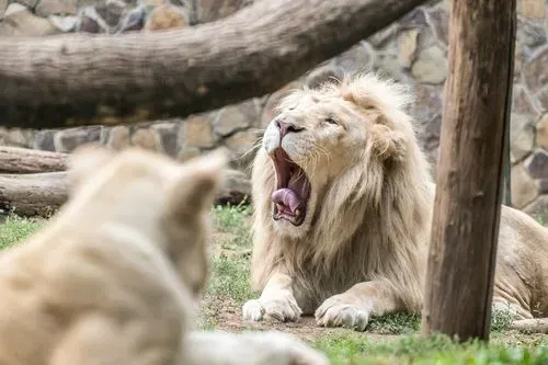 Utazás kép BÉCS – SCHÖNBRUNN
ÁLLATKERT - KASTÉLY