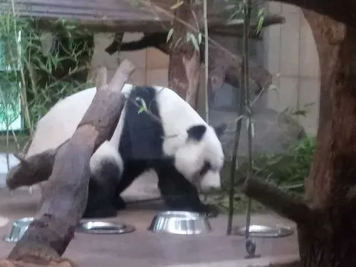 BÉCS – SCHÖNBRUNN
ÁLLATKERT - KASTÉLY 2