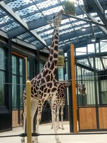 BÉCS – SCHÖNBRUNN
ÁLLATKERT - KASTÉLY 4